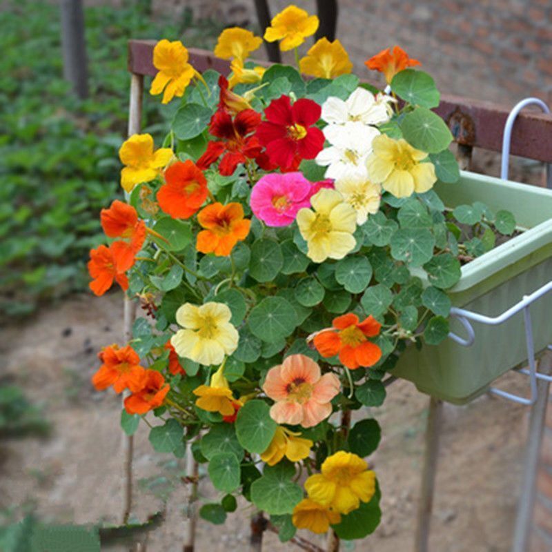  旱金莲种子花苗四季开花盆栽花草植物室内易活花卉好养室外花种子