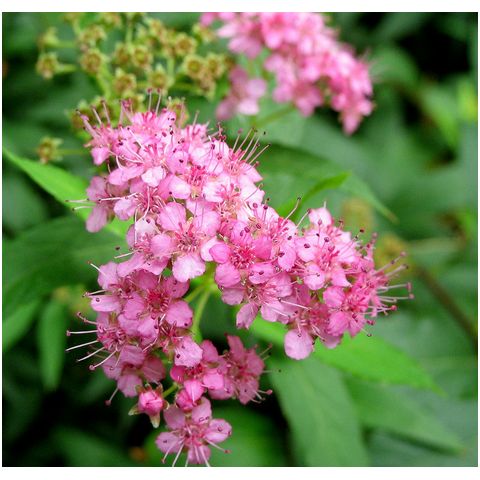  粉花绣线菊种子 麻叶绣线菊种子 柳叶绣线菊种子 蚂蝗梢种子