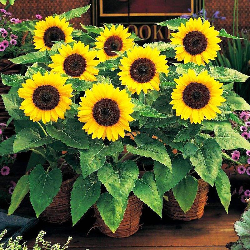  向日葵种子观赏食用切花向日葵花种葵花籽油葵室内外阳台盆栽种植