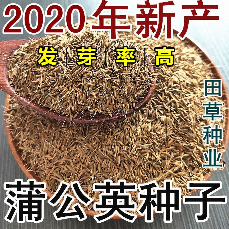  新产蒲公英种子籽野菜婆婆丁种植种四季播种多年生种籽