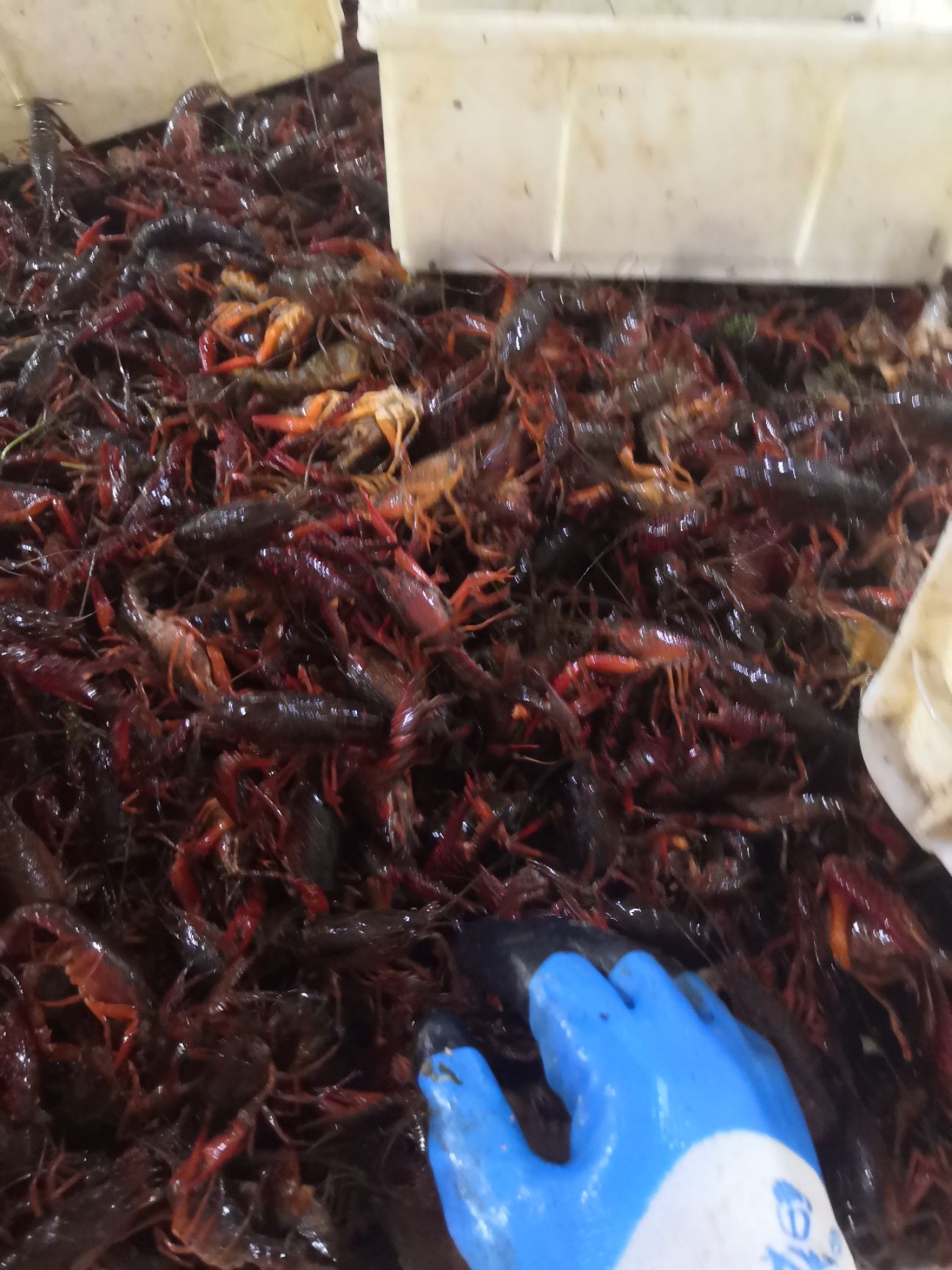  洪湖小龙虾，青壳白底肉质细腻