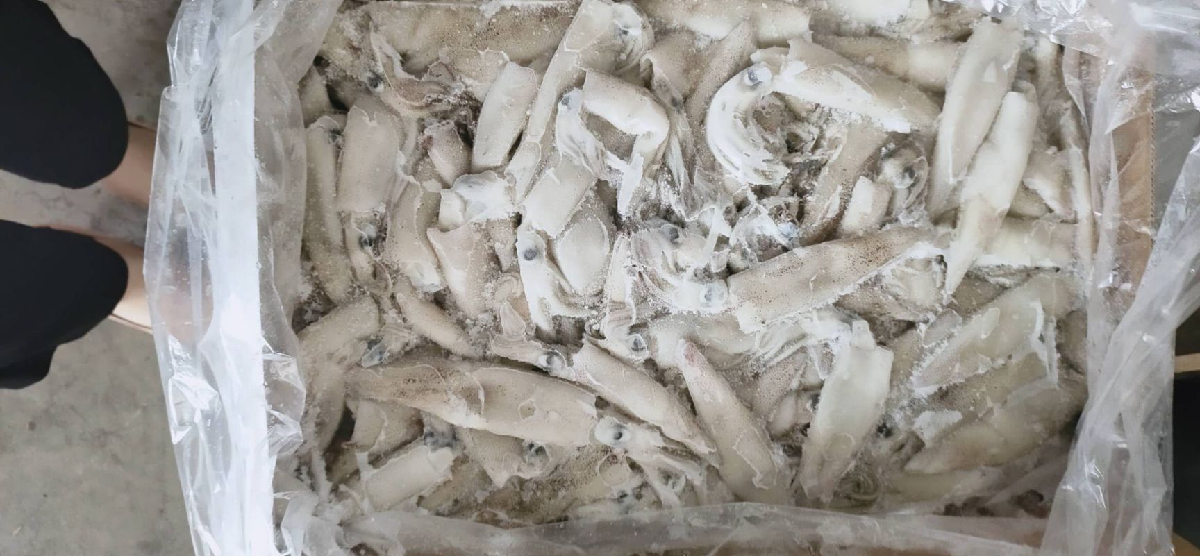  美国加州鱿鱼笔管