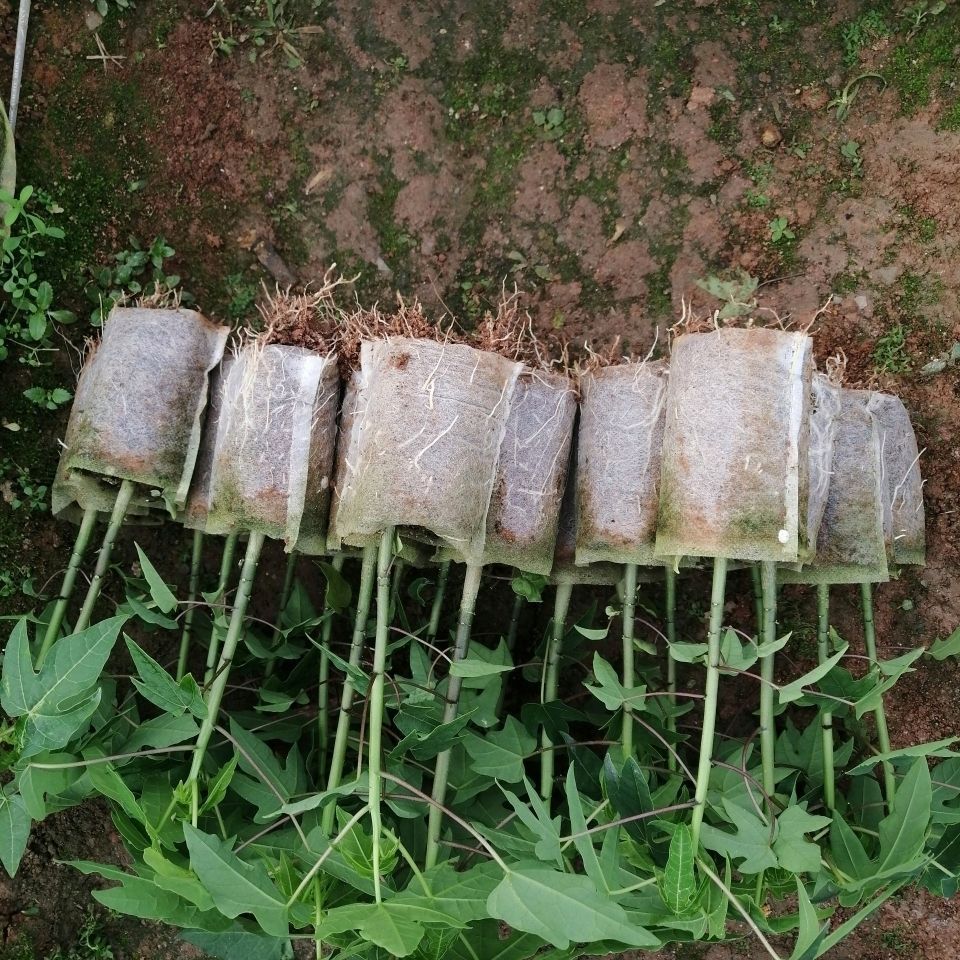 红心木瓜苗  包邮水果木瓜苗当年结果盆栽广西红心木瓜树苗南方带土发货