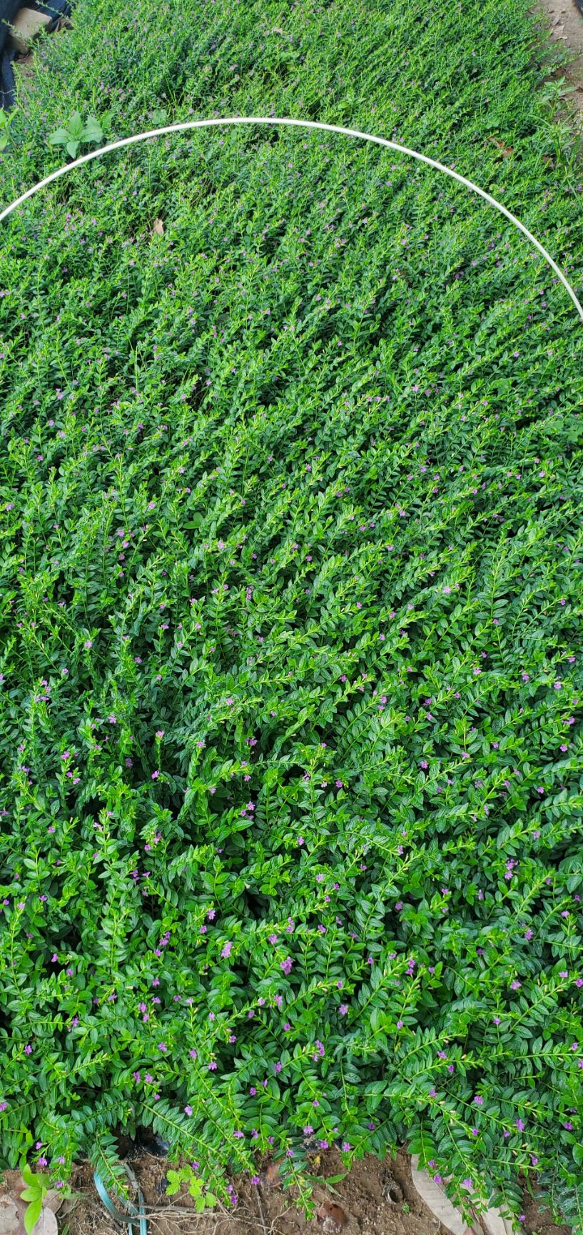  金边假连翘，夹竹桃，满天星，鹅掌柴，紫花翠芦绿，硬枝黄蝉等