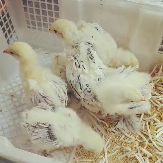 嘉祥县蛋鸡苗  婆罗门鸡苗，欢迎来访选购，快递专线，喜欢下单