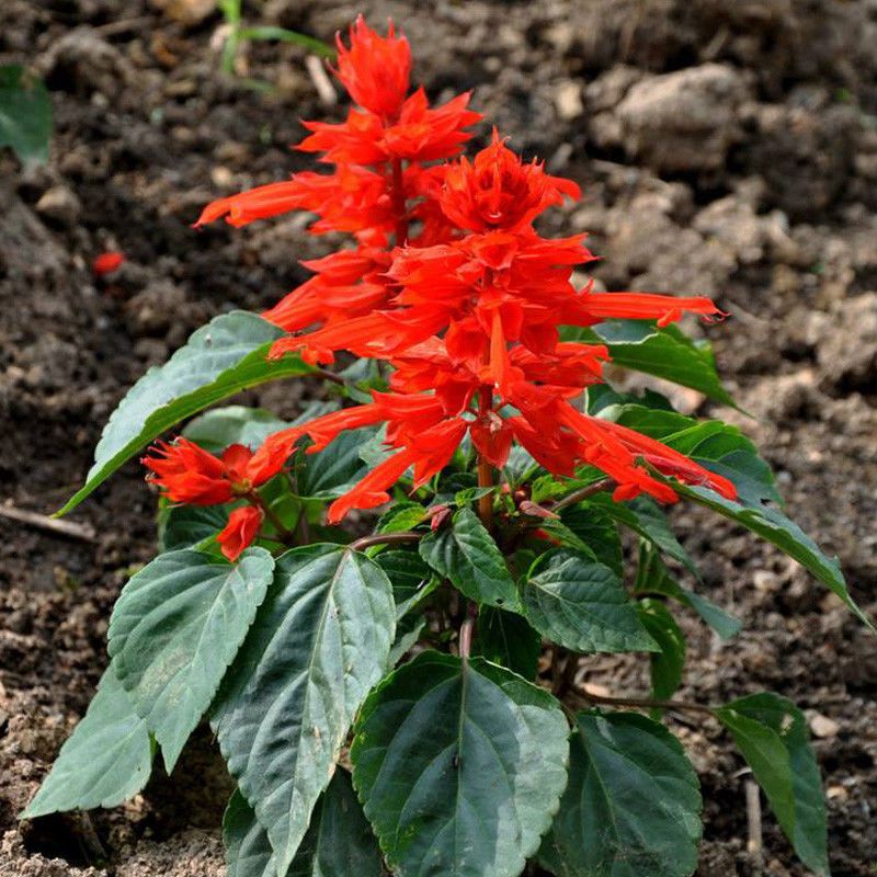  一串红种子四季易种矮串串红高西洋红爆仗红花卉种籽盆栽阳台观赏