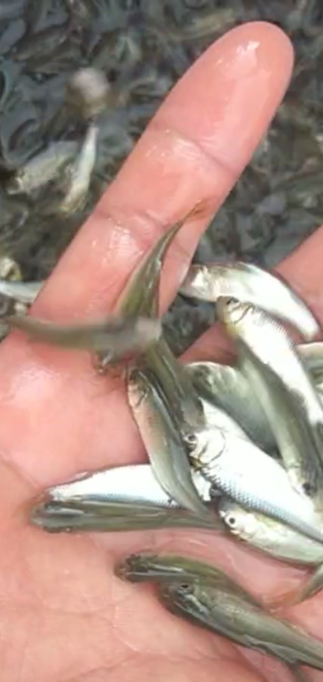  鲮鱼鱼苗 土鲮鱼苗 量大从优