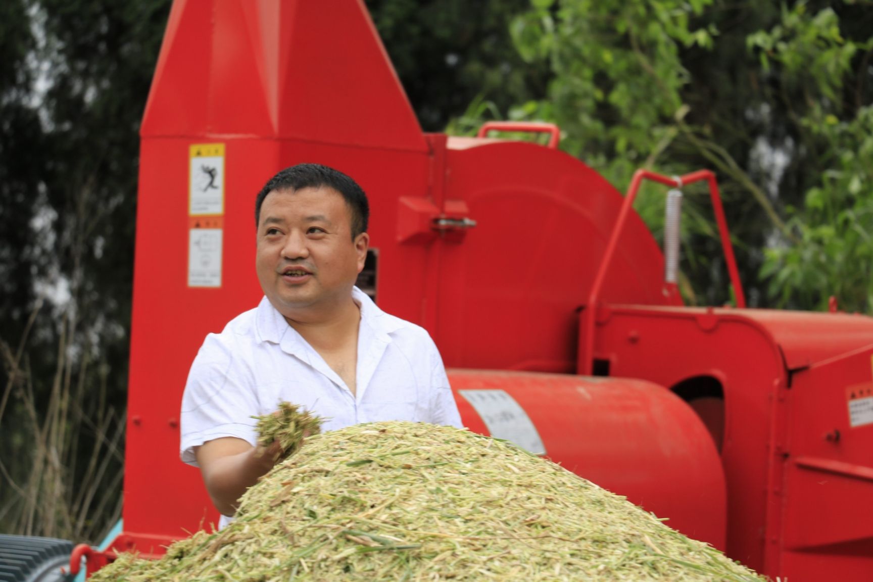 青贮类饲料 青储饲料（桂牧一号）