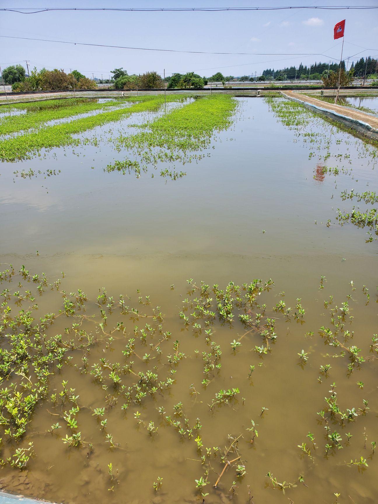 豆苗 大闸蟹豆苗/蟹苗/7母9公大母本/自带母本培育硬规格
