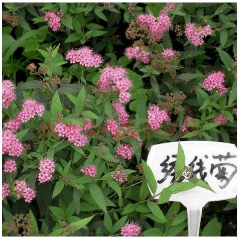  粉花绣线菊种子 麻叶绣线菊种子 柳叶绣线菊种子 蚂蝗梢种子