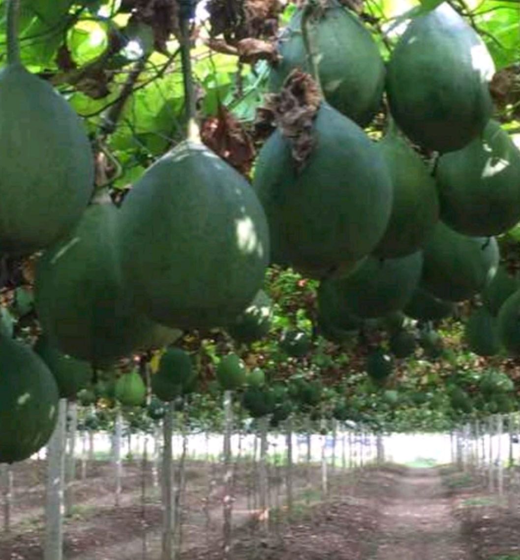 吊瓜子  瓜子 瓜蒌籽、粒粒精选.颗颗饱满、质保价优！