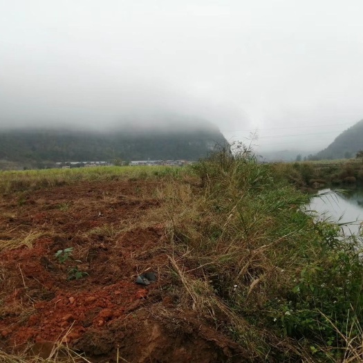 百色临河边（水域20亩）35亩水田转包一万/年