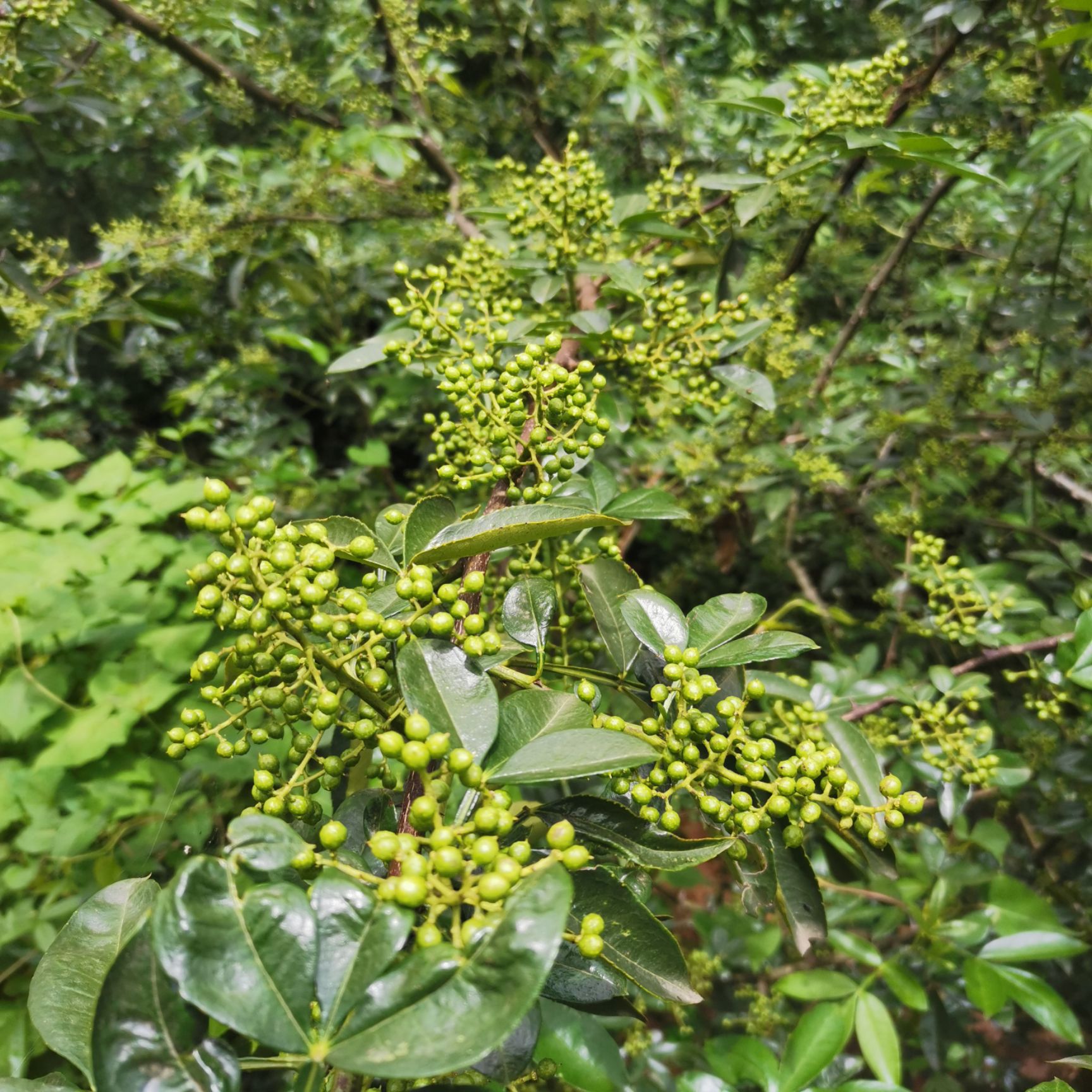  云南九叶青鲜花椒