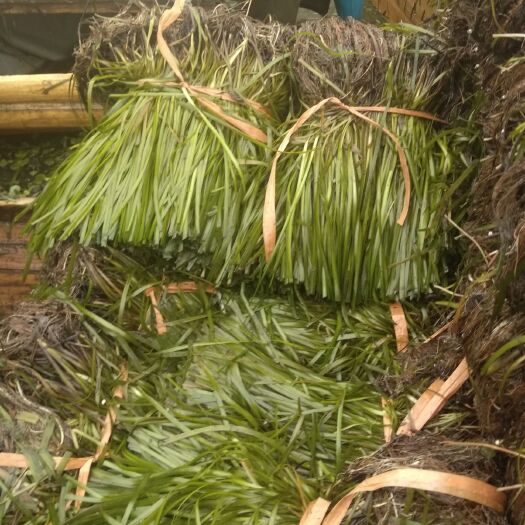 赤壁市苦草