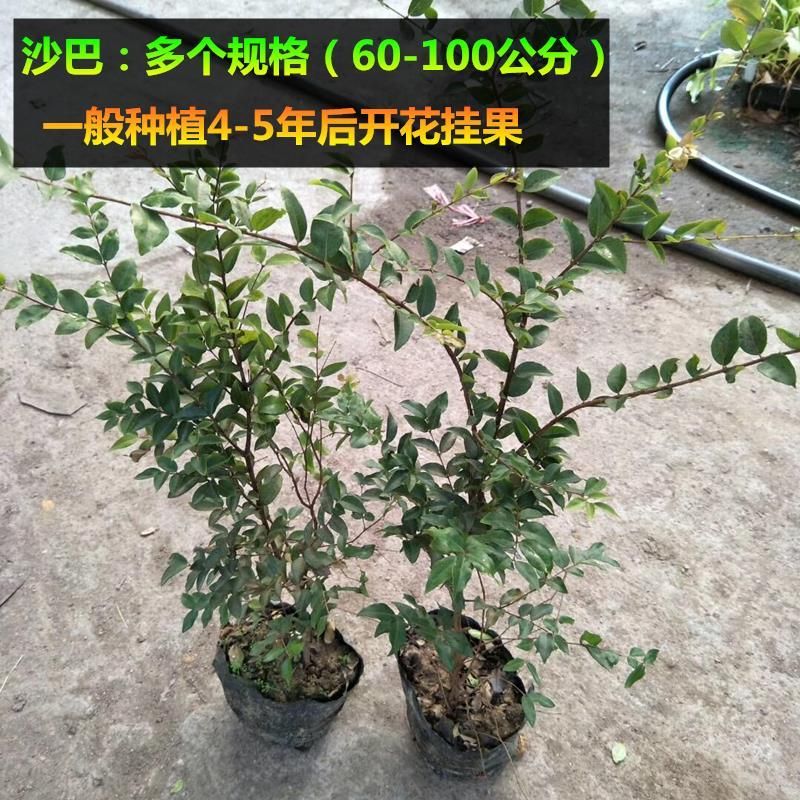 嘉宝果树苗 四季早生嘉宝果苗 艾斯嘉宝果 沙巴嘉宝果树苗