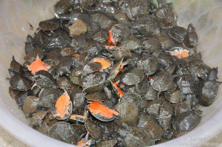  精品塘口培育苗正宗甲鱼苗 养殖甲鱼 王八苗