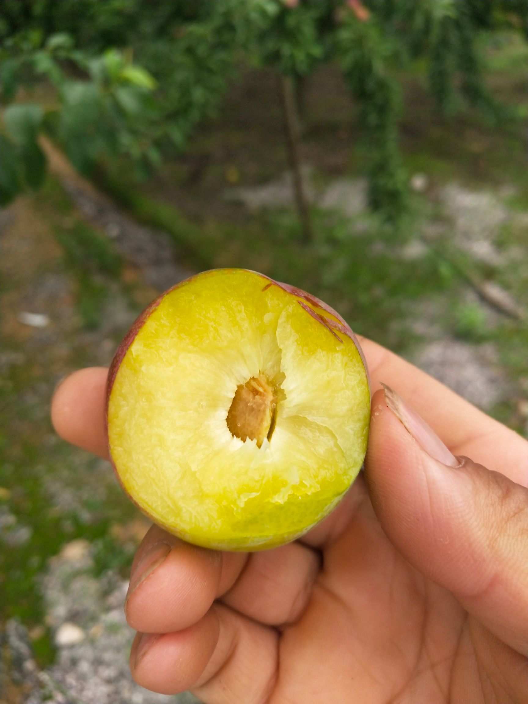 李子  好吃纯甜