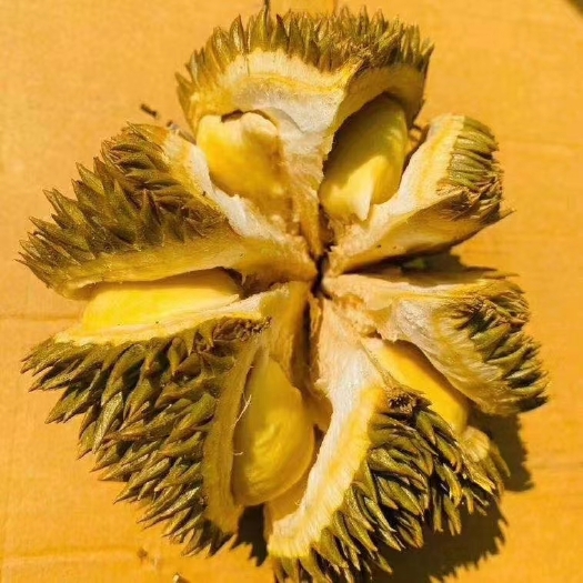 勐腊县 巴掌榴莲，赚钱利器，一手货源，可关口接货付款