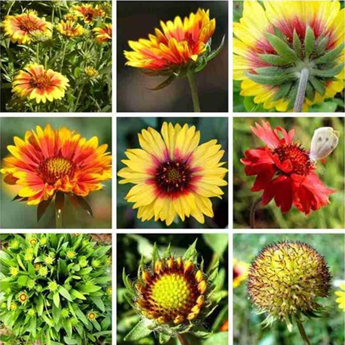  天人菊多年生宿根种子耐寒鲜花园林景观绿化花卉园艺种籽庭院阳台