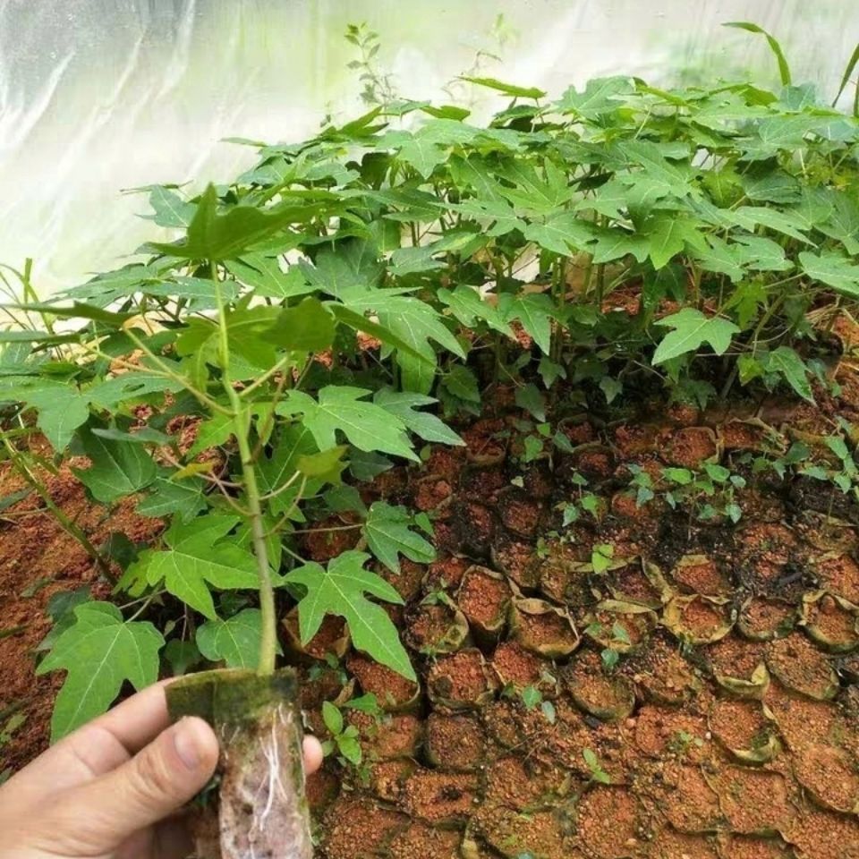 红心木瓜苗  包邮水果木瓜苗当年结果盆栽广西红心木瓜树苗南方带土发货