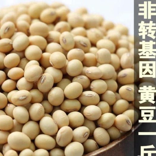 武邑县大豆  非转基因黄豆农家小粒黄豆 一件代发 手工挑选