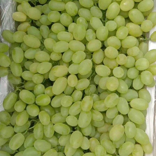 饶阳县 乒乓球 维多利亚 这两种量大
各种品种葡萄都有
1-6块之间