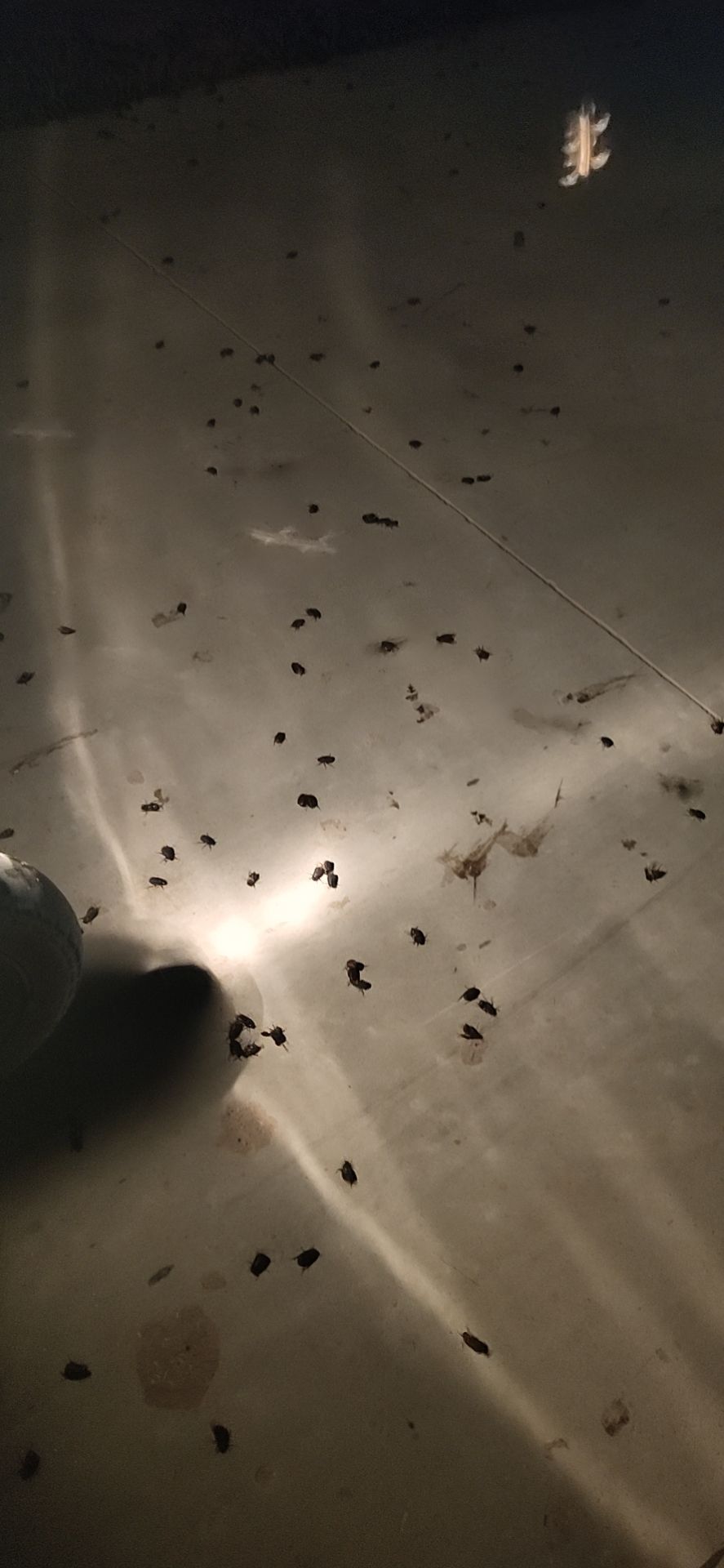 金龟子 漯河市苍虫开收大量合作