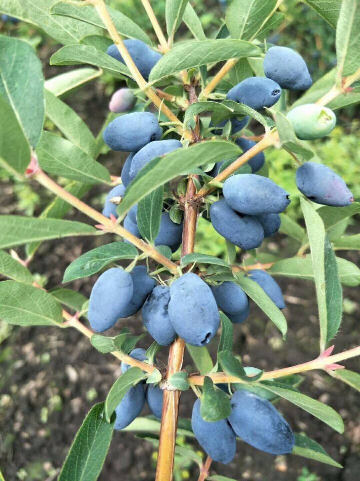 勃利县野生蓝靛果 花青素含量的小浆果