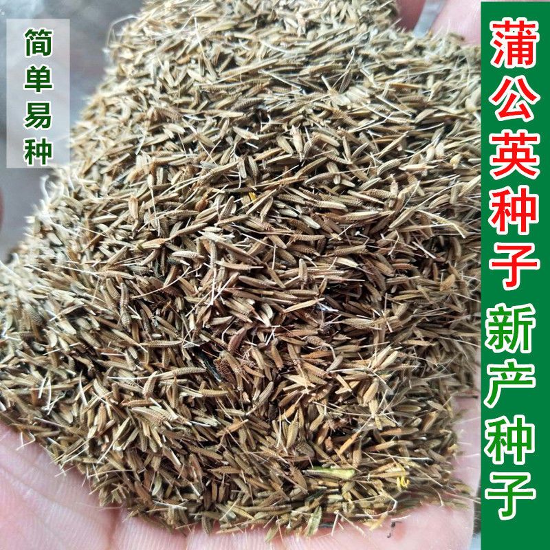  新产蒲公英种子籽野菜婆婆丁种植种四季播种多年生种籽