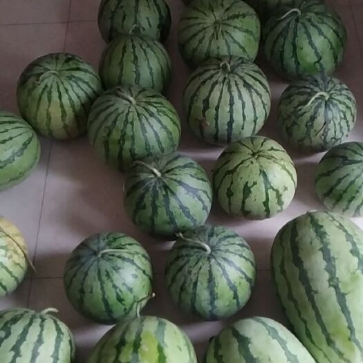  农家自种麒麟西瓜