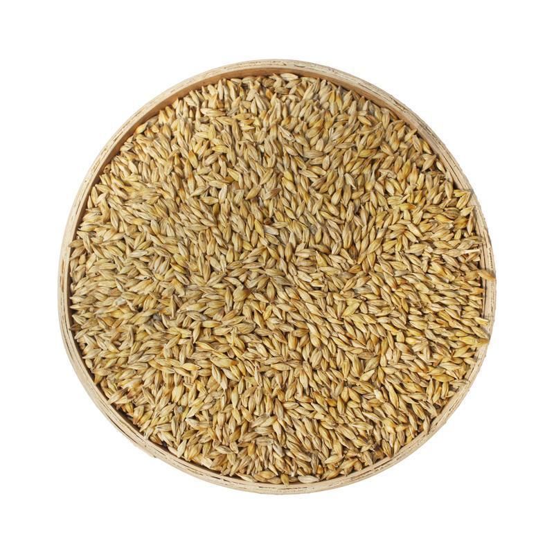 南宁 大麦种子蔬菜种子小麦种子芽苗菜种子猫草种子大麦芽大麦草小麦草