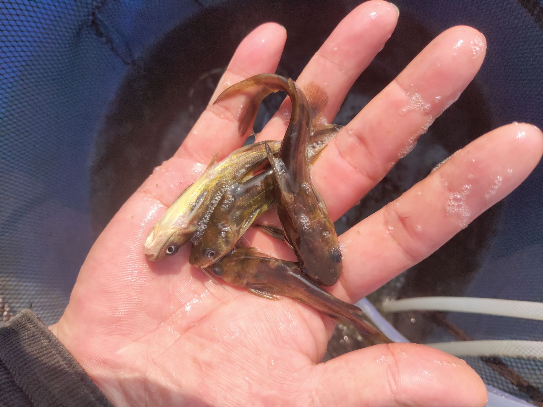  优质黄颡鱼，黄骨鱼，黄姑子，黄沙古，黄角丁，刺黄股，昂刺，