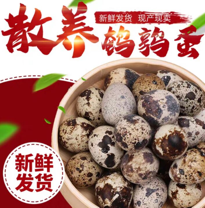 鹌鹑蛋新鲜生的农家杂粮喂养100枚宝宝辅食农户直供破损包培