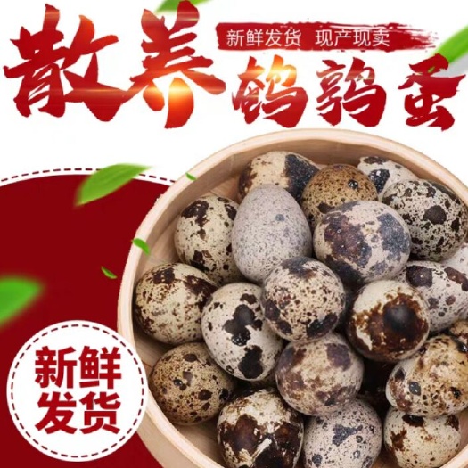 郏县鹌鹑蛋新鲜生的农家杂粮喂养100枚宝宝辅食农户直供破损包培