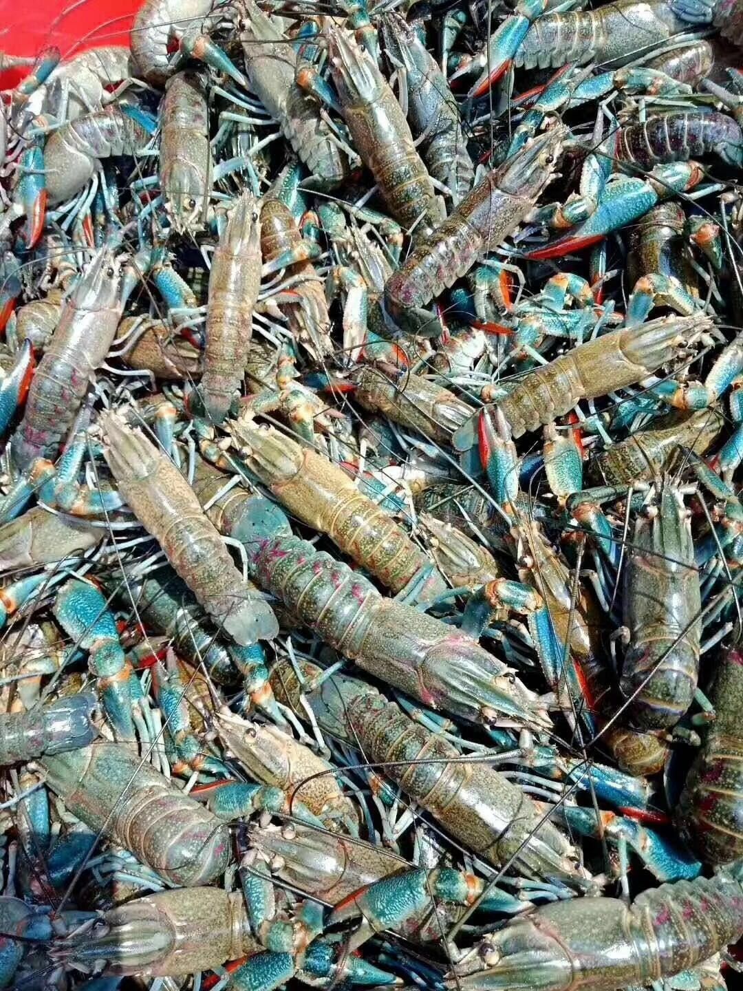  淡水澳洲小龙虾苗  保质保量  全国接单批发发空运