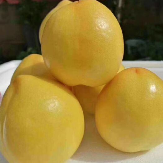 蒙阴县黄油48号 蒙阴黄油桃，果园现摘现发，价格优惠，助农产品包邮到家