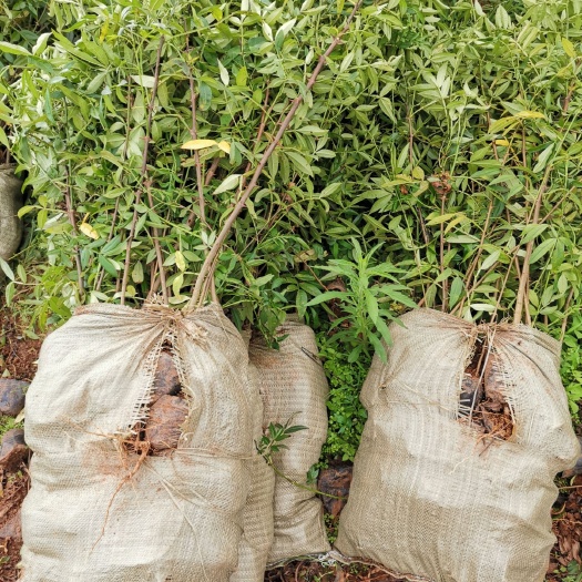 鲁甸县昭通九叶青花椒苗产地直销品质保证