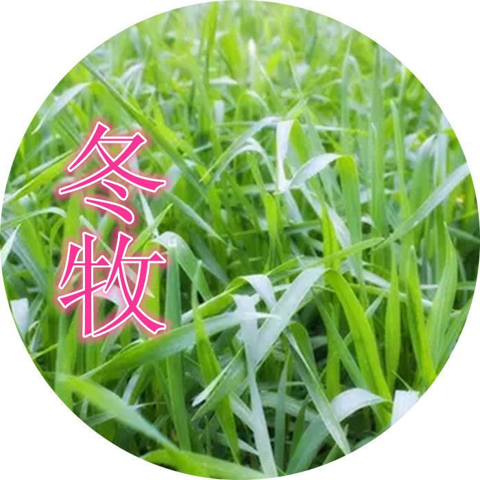 冬牧草種子 冬牧70黑麥草種子寬葉秋冬麥草耐寒高產(chǎn)蓄牧草豬牛羊雞鴨鵝魚草