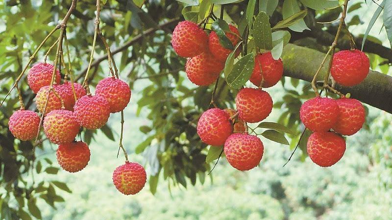  合江荔枝