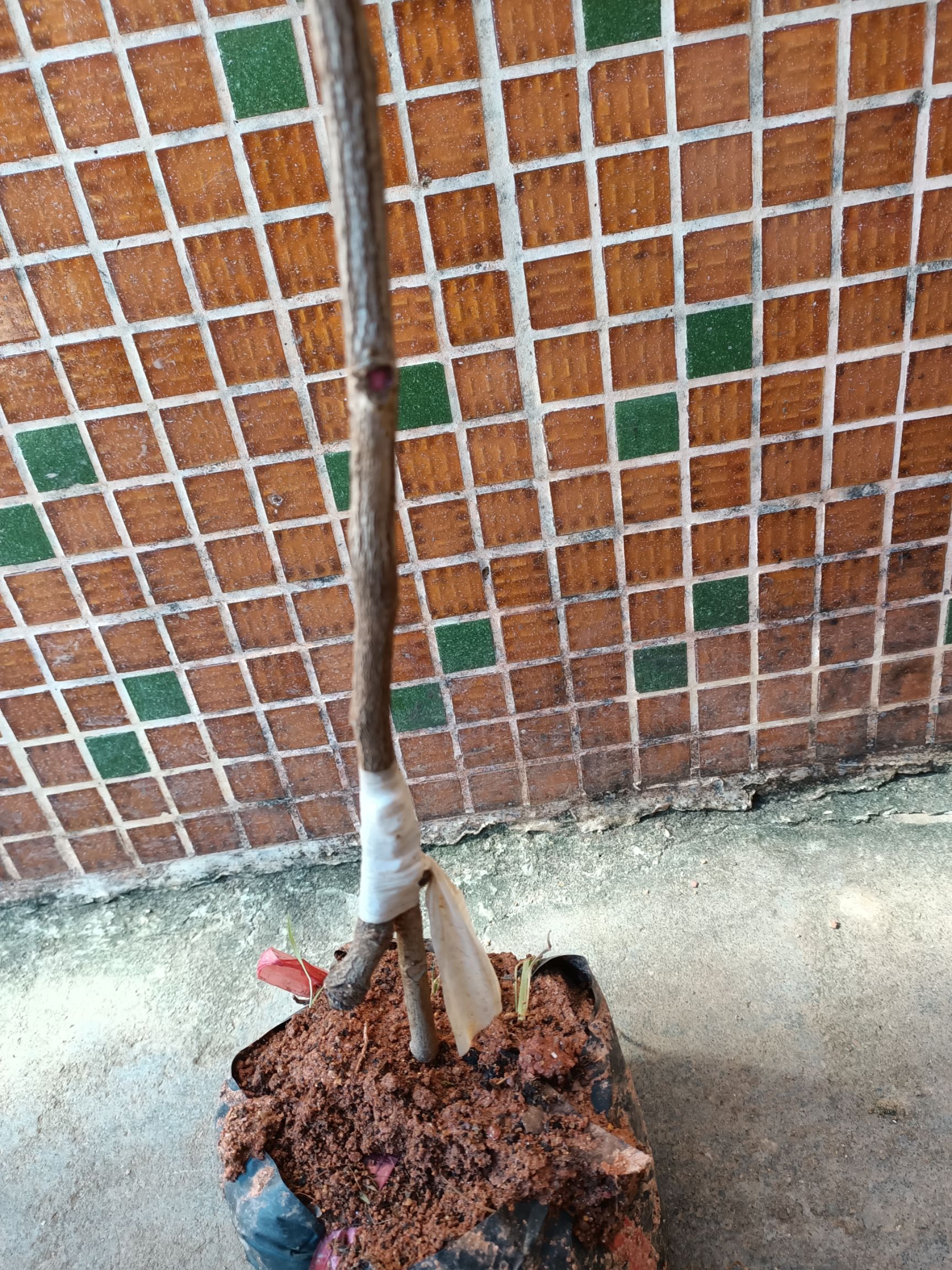 新品种红皮龙眼苗、带叶子、带原土营养杯