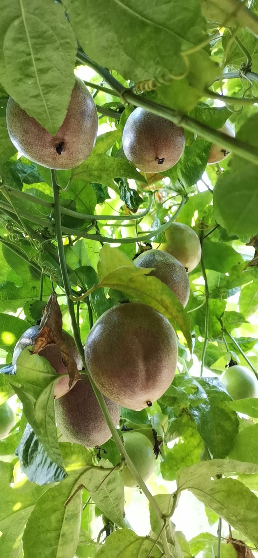 紫色百香果  百香果上新！！！紫色柔情，香味满溢，蜂蜜百香果