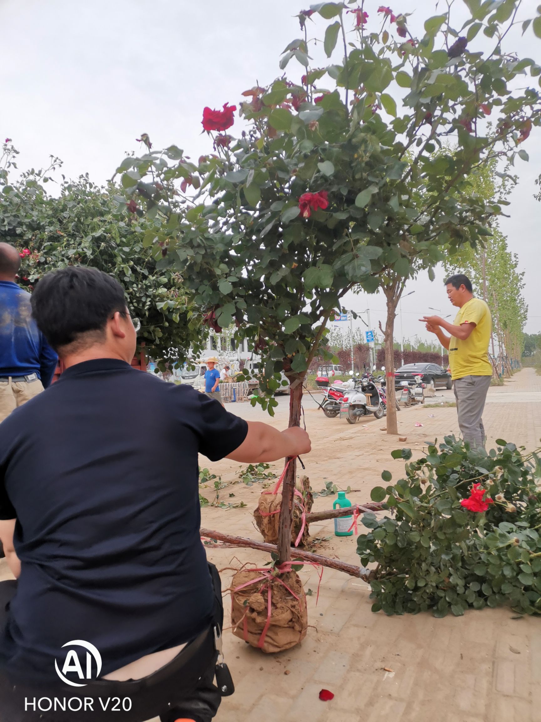 精品3—6公分树状月季正在出货中，树形好，冠幅大