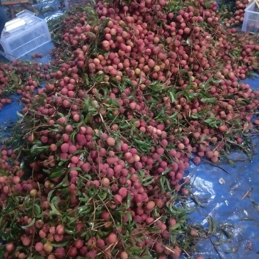 阳西县 品种  双肩玉荷包