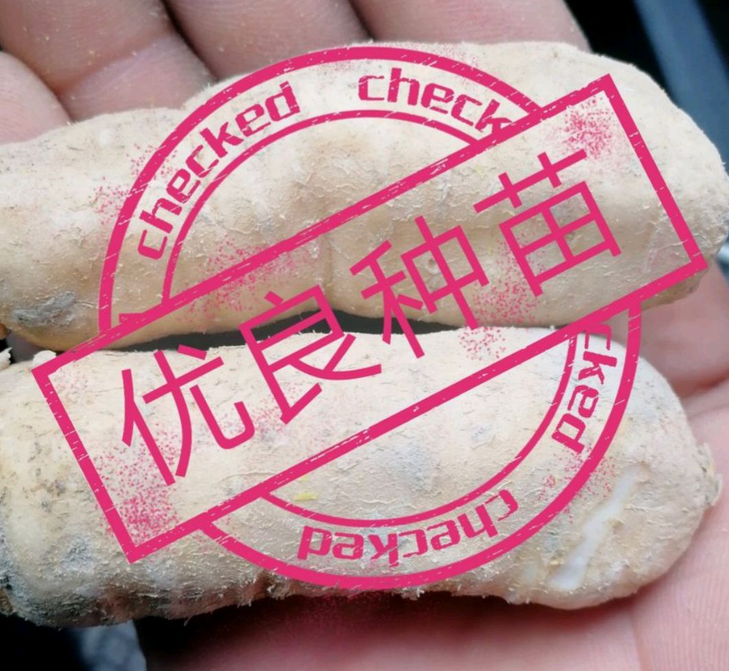 吊瓜子 瓜蒌子、一手货源.品优价廉！