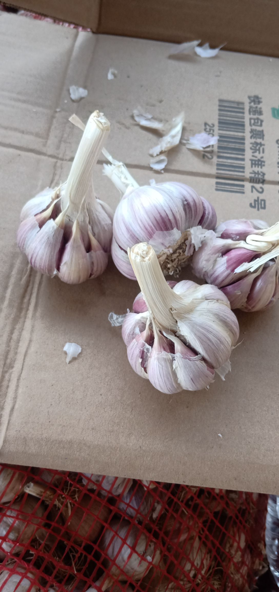 红皮蒜  红根蒜苗种子