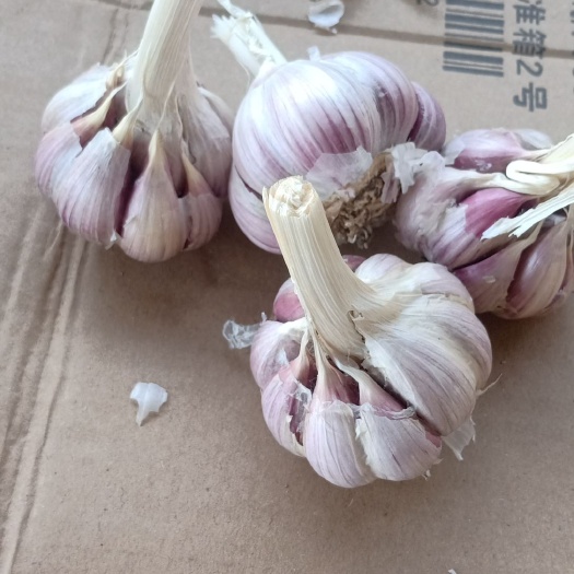 丰县红皮蒜  红根蒜苗种子