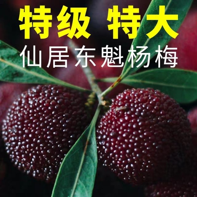  【基地直发】仙居高山东魁特级杨梅顺丰包邮社区团购一件代发！