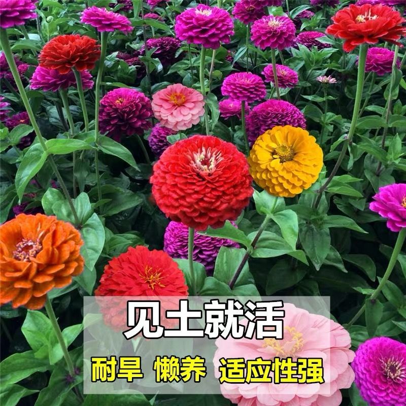 百日草种子 百日草花种子庭院种子四季易种室外阳台花籽子四季易种活开花不断