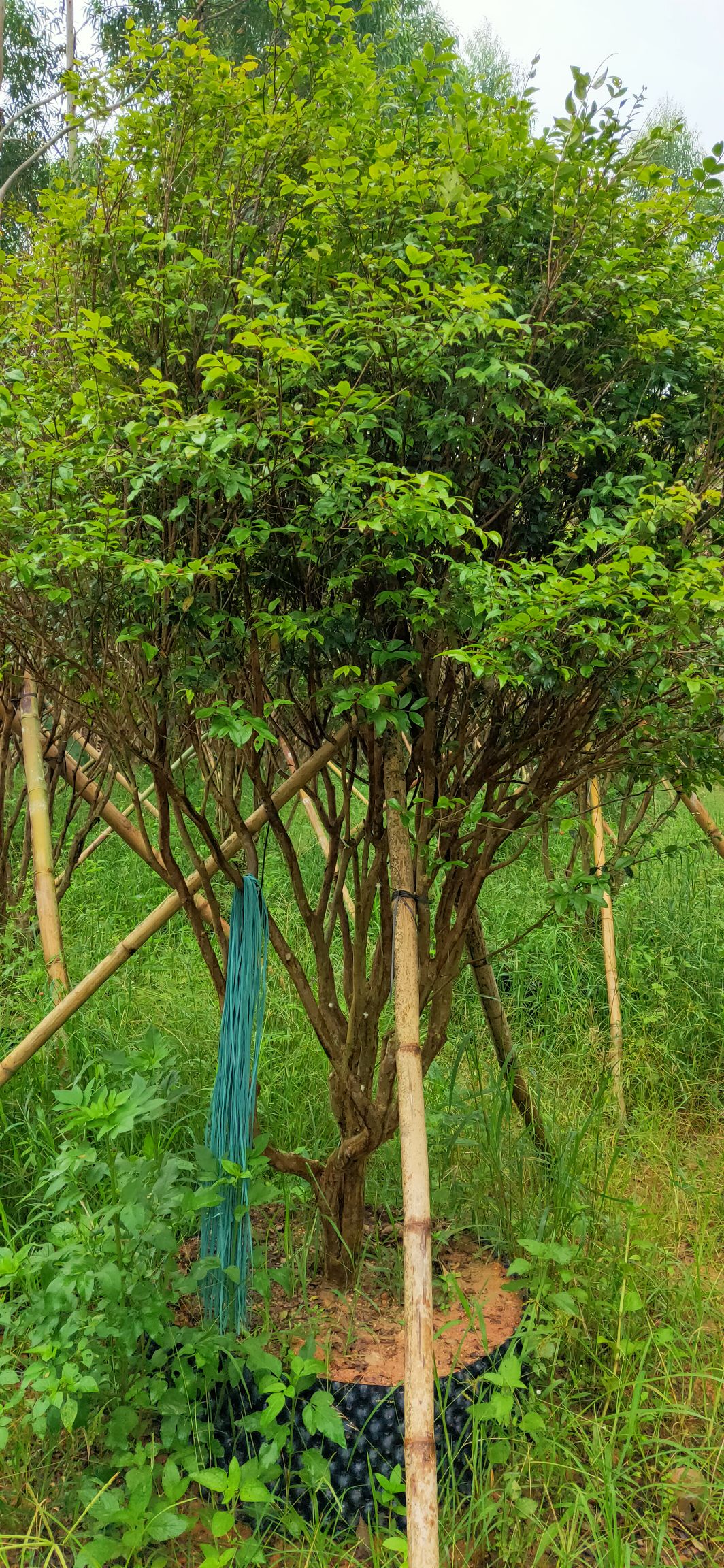 嘉宝果苗  4年苗，带土球发货的，地径1.8到2公分大，高度