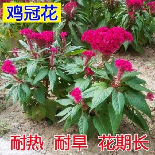 南宁 凤尾鸡冠花鸡冠花种子花期长开花不断鸡冠花四季播草花种子易种花